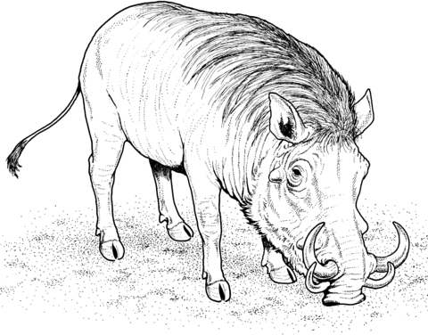 Warthog African Wild Pig Coloring Page